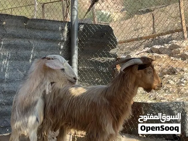 للبيع تيوس ذبايح الاعمار سنه سمنه فول