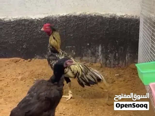 طير شيجرا نسل ميولي عينك ميزانك