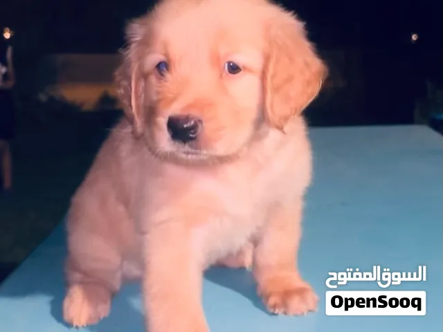 كلب جولدن 45يوم مرح جدا