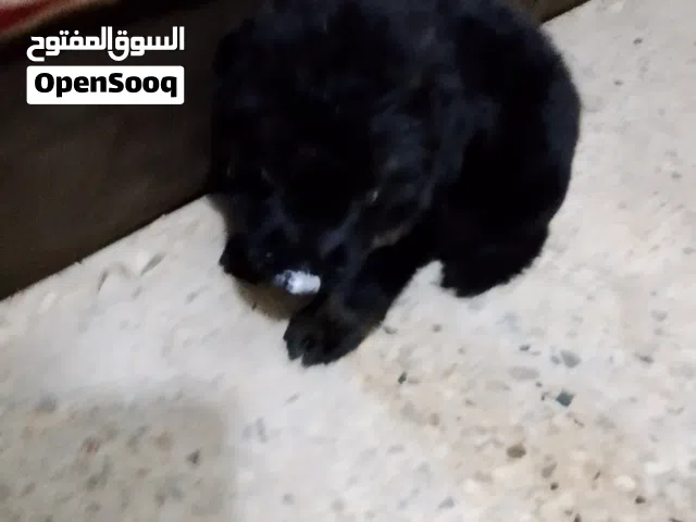 جراويه جيرمن بلاك كوت مستواه عالي