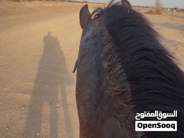 خيل عربي شعبي أديب وشخصيه حلوه سليم وعلى الشرط