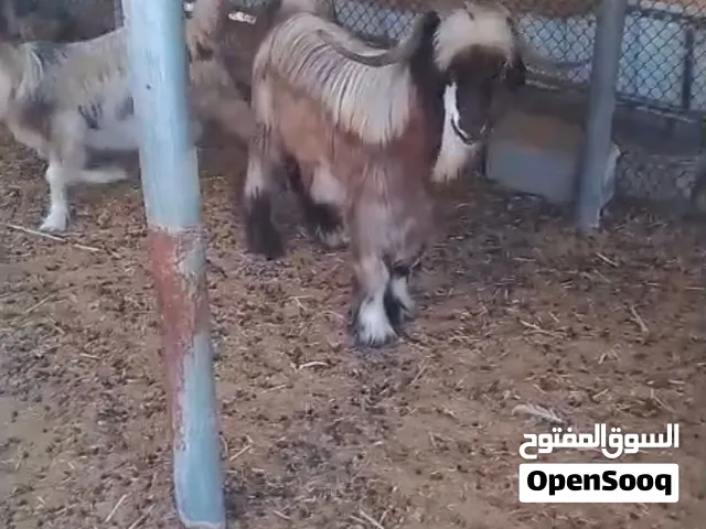تيس ود سنتين مخصاي سمنه طيبه