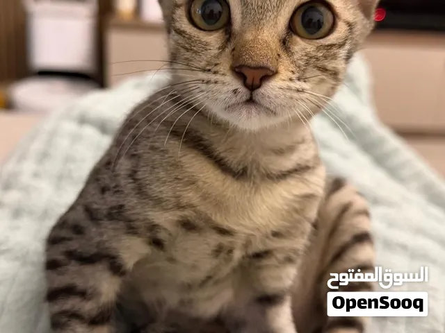 قطة للتبني