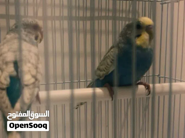 عصافير بادجي