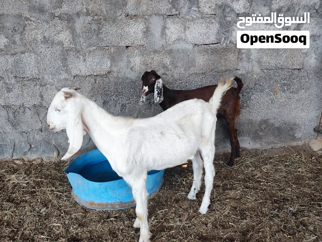 باكستانيات تيس وشاه ب 150
