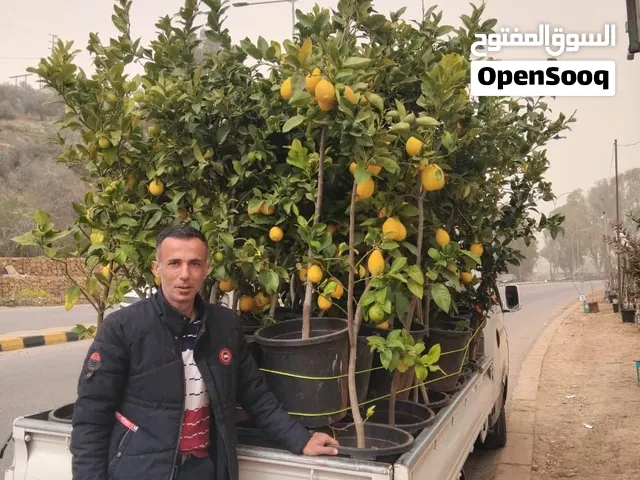 زراعة  تشكيل قولد ستار  شبكات ري  إزالة الأشجار الغير مرغوب فيها  بناء معرشات