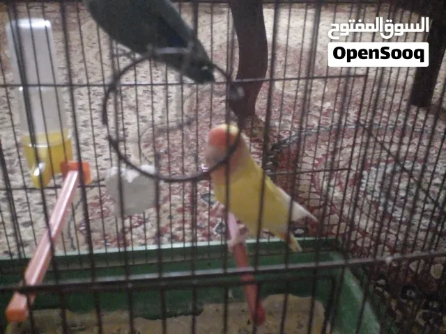 زوز كوبيات روز ربي يبارك