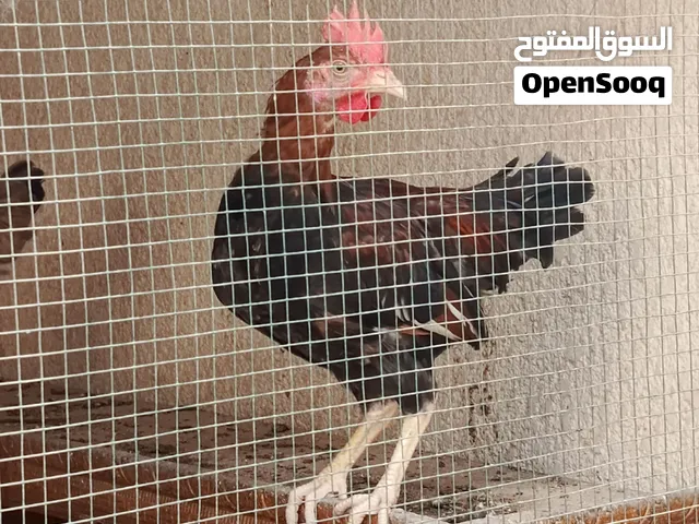 ديج كويتي + ديج دندراوي + سقايه فخاريه سعرهن بلاش 20 الف مكان بابل حله حي الامام علي