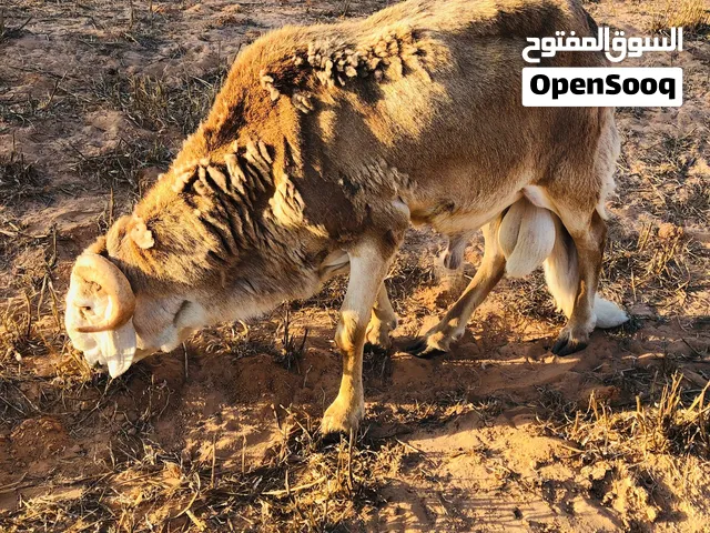 كبش لي البيع