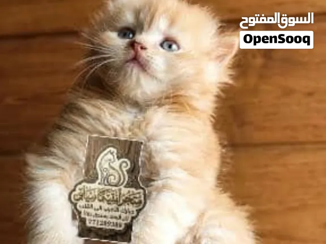 قطط صغار  وقطط كبار  شيرازي وهملايا وسيامي
