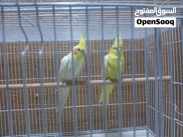 للبيع زوج كوكتيل