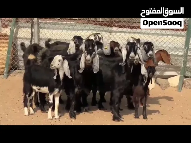 للبيع غنم عارضي  و بربري خروف  السعر مختلفة