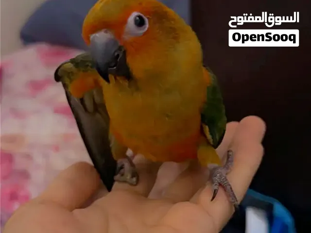 بغبغاء / صن كنيور اناناس