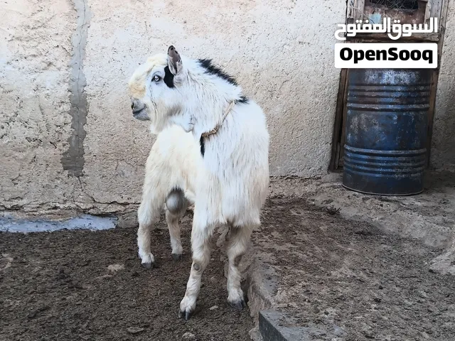 أفلح من ذكر الله وصلى على النبي