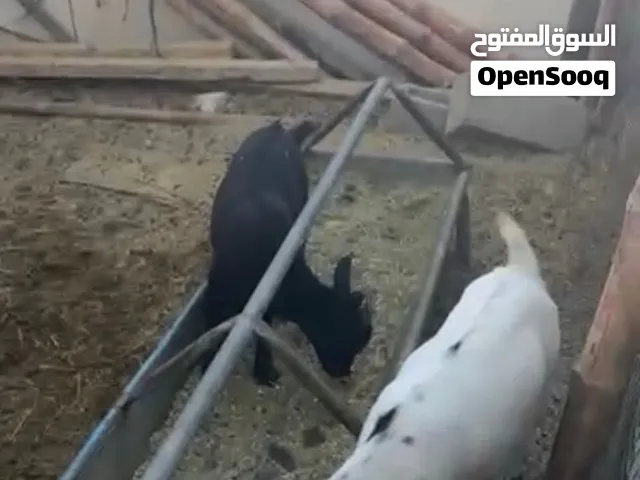 ماعز القزم (البقمي)