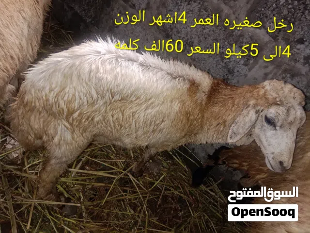 اغنام بلدي تيوس وكباش