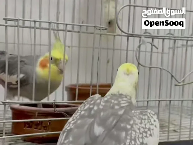 تلات اينات ازابيل منتجات