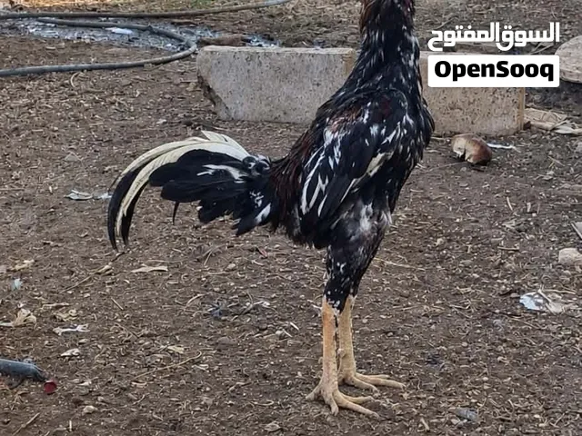 متاح بيض باكستاني نخب خط اول سعر الطبق 20 دينار الموقع اربد بشرى