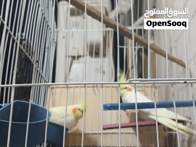 جوز كوكتيل لاتيني شغال و جوز استرالي شباب ب اقفاصهم