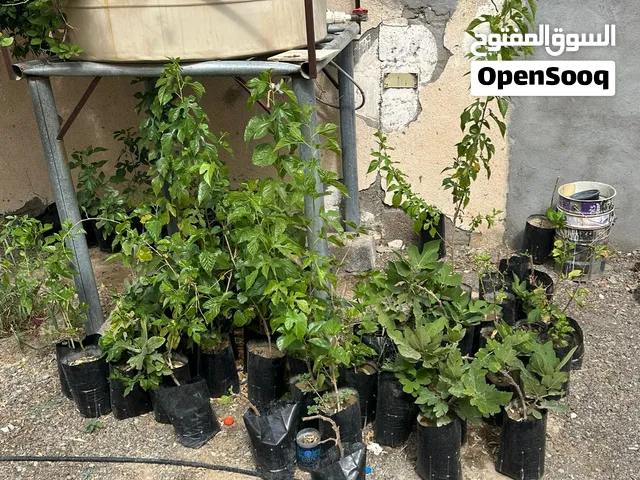 للبيع شتلات فرصاد وتين وشخاخ