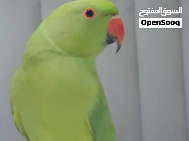 انواع طيور ( الببغاء ، البادجي ، الكناري ، الكوكتيل ، الفيشر و غيرها من النواع الطيور)
