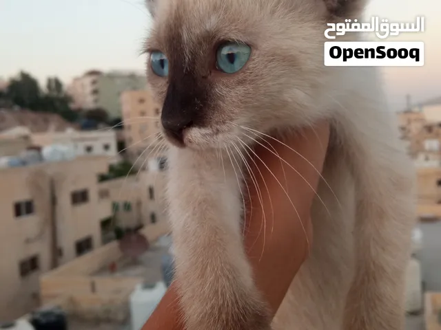 قط سيامي ترباية بيت عيون زرق بس ابن عالم وناس مافياته بلا تعال وشوف سبب البيع امي مش راضيه اخليها