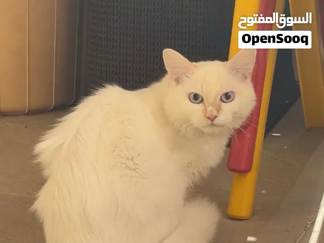 قطط للتبني و لدي توصيل في ابوظبي