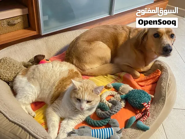Pet Boarding – A True Home Away From Home!