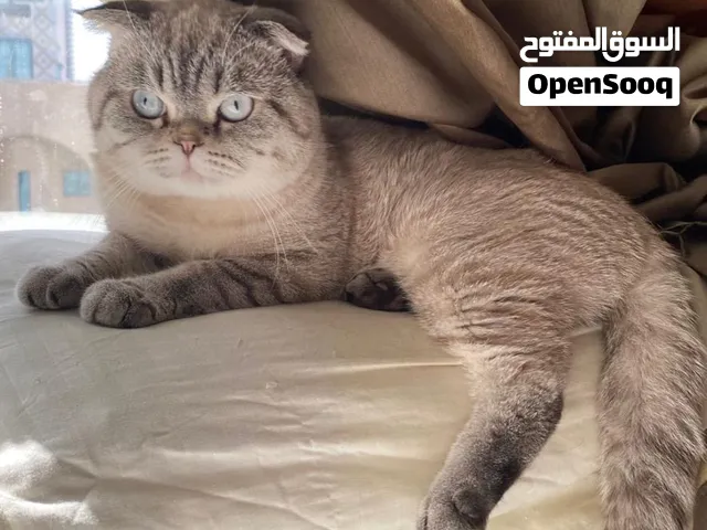 قط سكوتيش فولد ذكر