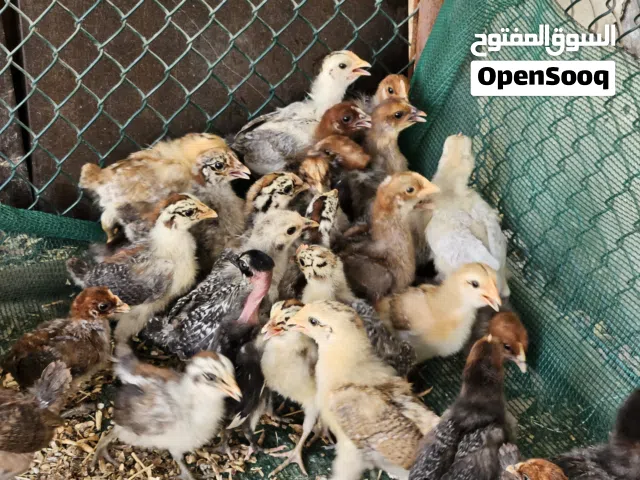 صيصان دجاج فيومي و محلي للبيع