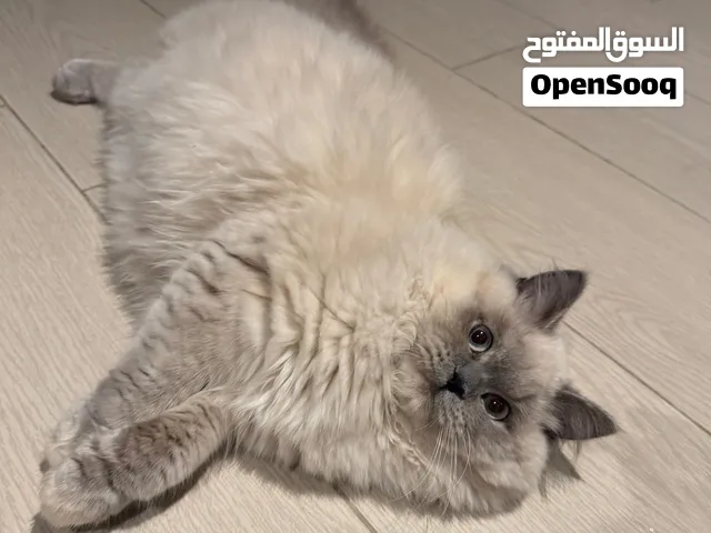قطة هملايا أنثى عمرها 9 اشهر جاهزة للتزاوج مع كامل أغراضها  ملقحة كل التلقيحات ومعها جواز ومايكروشيب