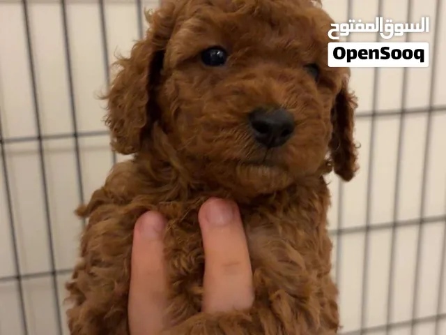 توي بودل بني عمره شهر ونص