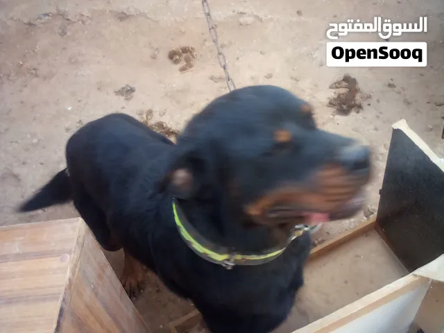 روت  العمر سنه تحت تدريب نخب بسعر