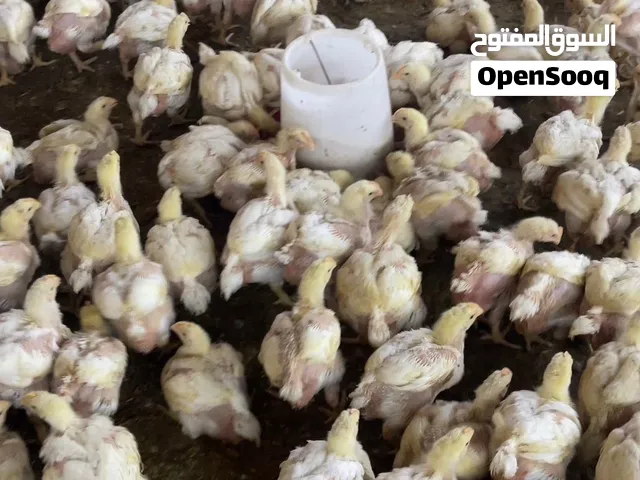 دجاج الهندي العمر 27 يوم