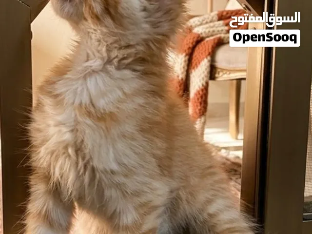 للبيع ثلاث قطاوي صغار بعمر شهر ونص