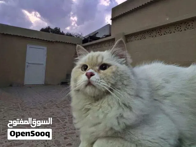 قط ذكر للتبني