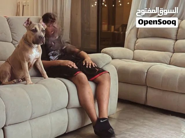 أميركن بولي xl العمر 4 شهور و المستوى جيد جدا 1300وقابل بل معقول والجلب حالته وايد زينه