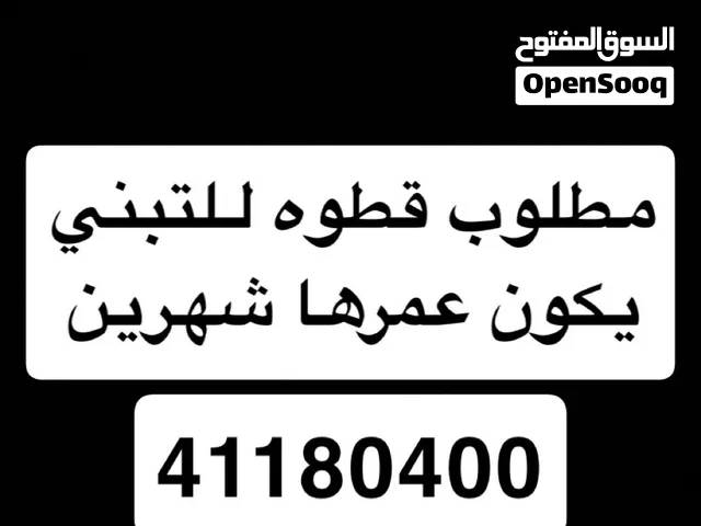 مطلوب قطوه للتبني