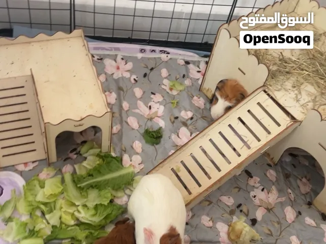 غينيا بيق ، Genia pig قينيا بيق خنزير غينيا وبر منزلي، الارنب الرومي