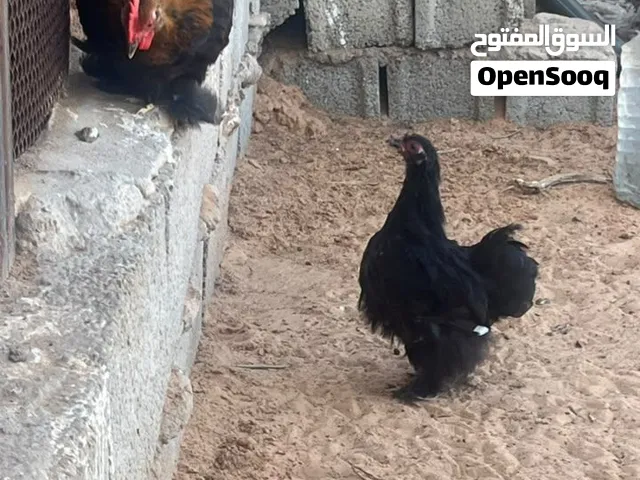 السلام عليكم يتوفر كوبيا استرالي اسود لماع ربي يبارك