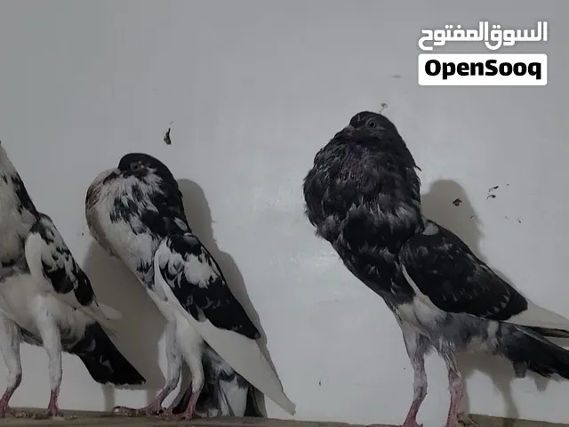 حمام نفاخ مستوى حلو زوج وذكر شبابيات