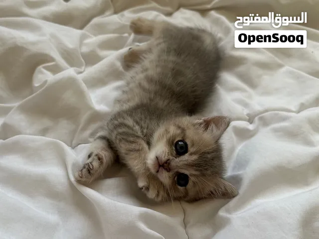 برتش شورت هير
