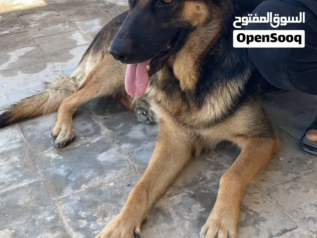 انتايه جيرمن شبر مزال 4ايام وتنزل الجرواي وعندي بي فيديوات وتاريخ