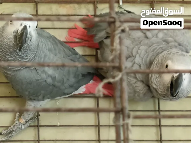 ببغاء زنجباري - كاسكو للبيع