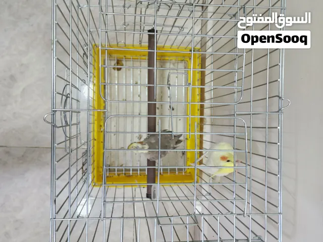 جوز ببغاء كركتيل (كروان) مع القفص وكامل الملحقات