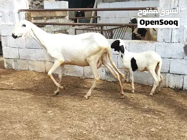 • نعجه علو او مد لا قوه الا بالله تحتها حوليه