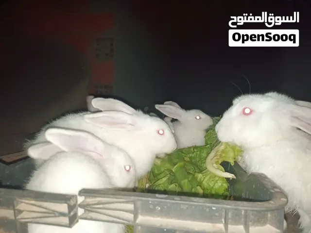 ارانب مالطية للبيع