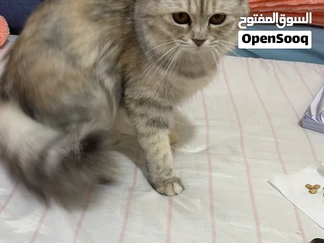 قطه عدد 2 للتبني