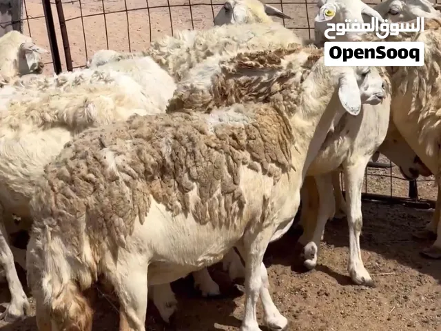 حريات حرش للبيع