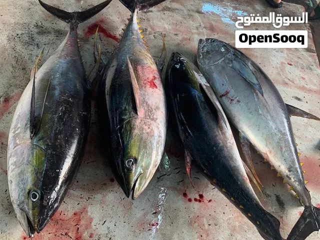 الموزع الاول في عمان بيع الاسماك طازجه  جميع الاسماك من بحر الباطنه جميع الانواع